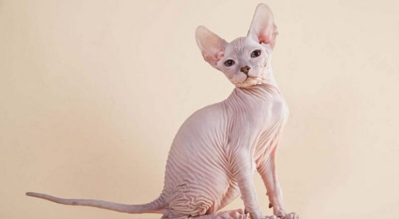 Breed of bald cats Kohana